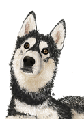 Husky espi&egrave;gle au regard captivant